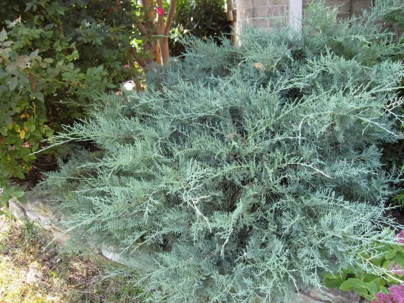 Можжевельник виргинский 'Grey Owl' (С7,5, 040-060)