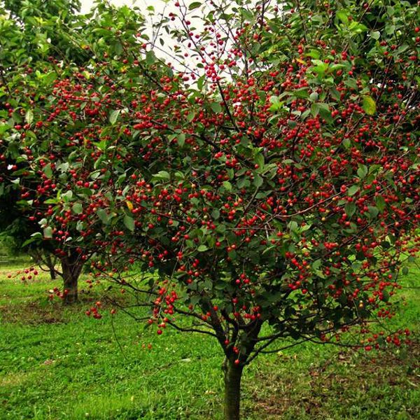 вишня владимирская Вишня Владимирская
