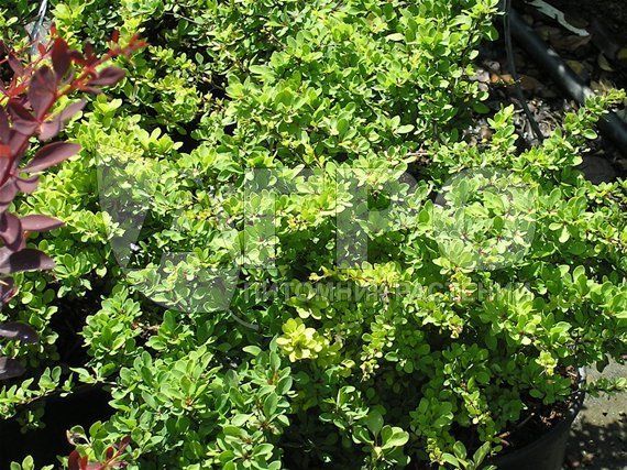 Барбарис Тунберга 'Green Carpet' (С3, 040-060)