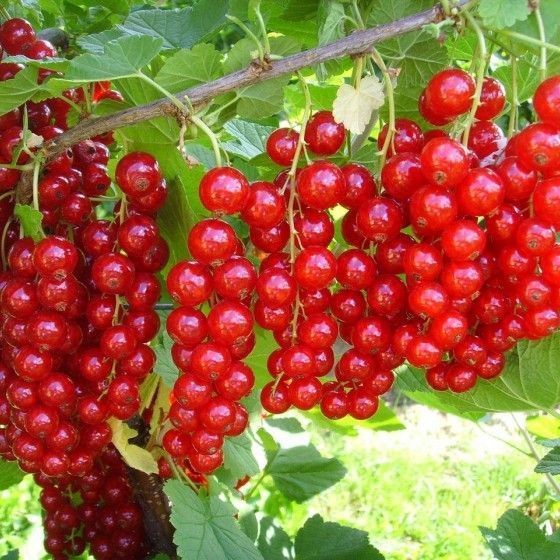 Смородина красная Уральский Сувенир