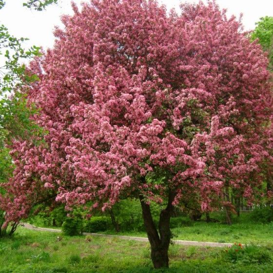 Яблоня декоративная 'Royalty' штамб (С7-10, 1 год, 1.2-1.5)