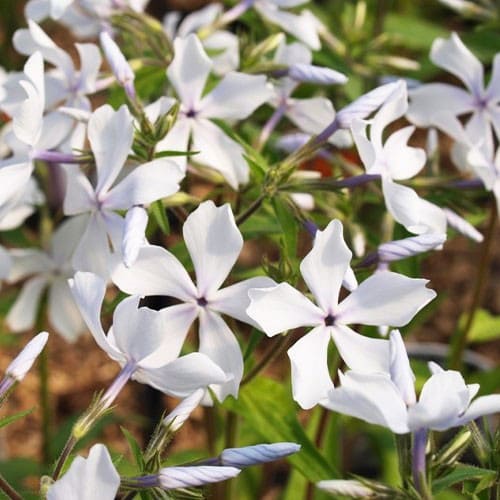 Флокс растопыренный С2-3