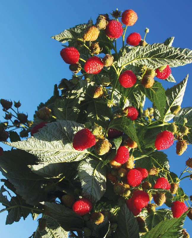малина пингвин Малина Пингвин