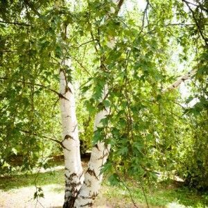 Берёза бородавчатая "Фастигиата" 380+ (Гз)