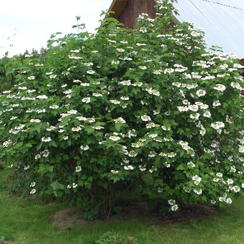 калина обыкновенная (с7-10, 080-100) Калина обыкновенная (С7-10, 080-100)