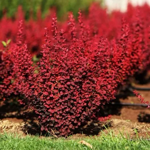 Барбарис РБ Тунберга "Ред Хот Чили" 24