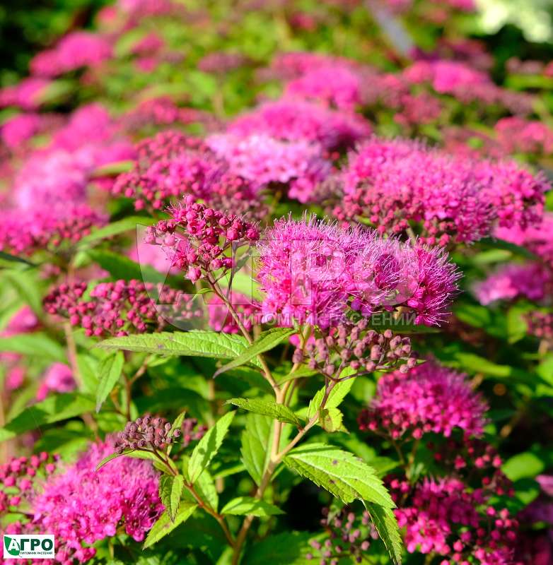 Спирея японская 'Magic Carpet' (С3, 020-040)