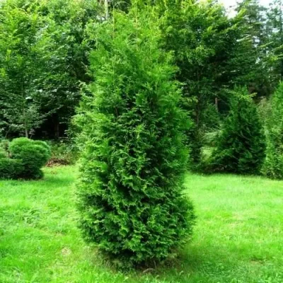Туя западная Брабант 225-250 см Курск