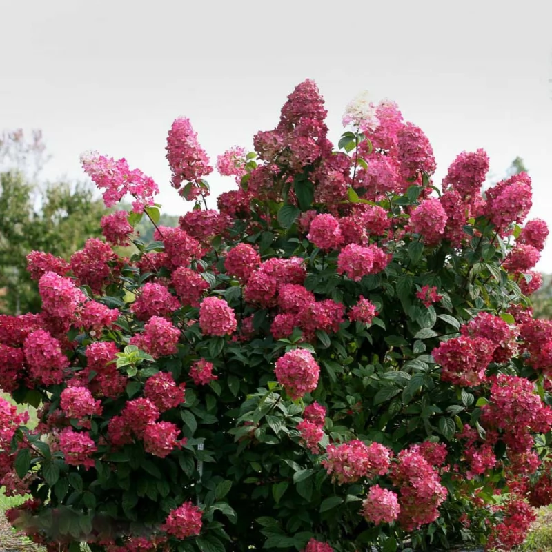 Гортензия РБ метельчатая "Вимс Ред" С10