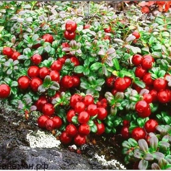 брусника ред перл Брусника Ред Перл