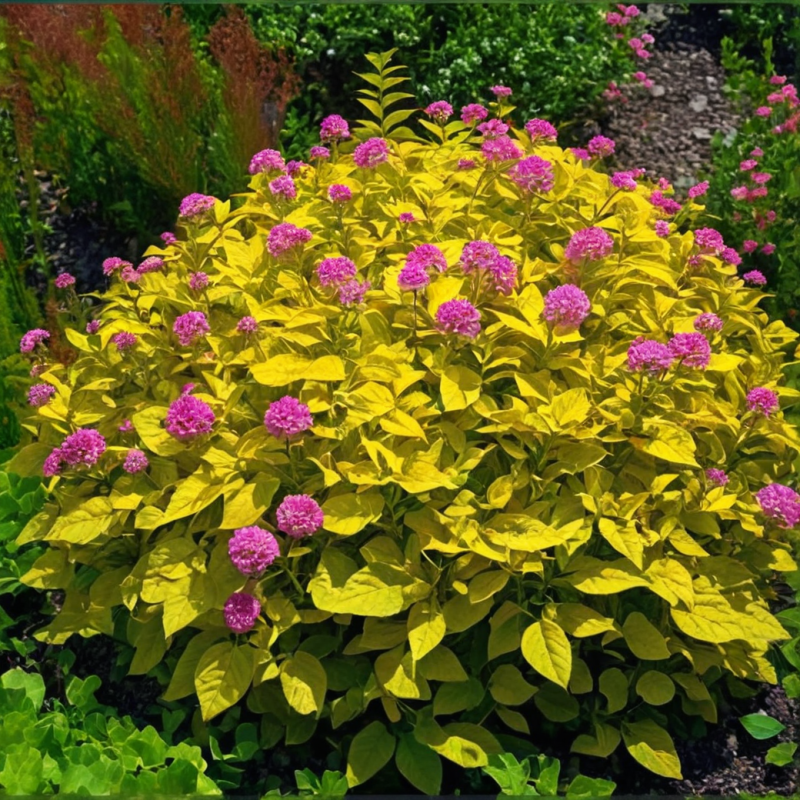 Спирея РБ японская "Голден Принцесс"