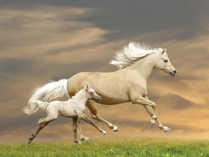 Обои DA-004 Loymina Illusion II