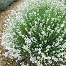 Лаванда узколистная Белая