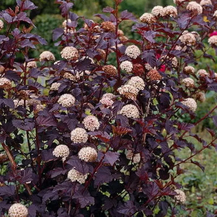 Пузыреплодник калинолистный Diabolo'. . . 60-80. . С3. . .