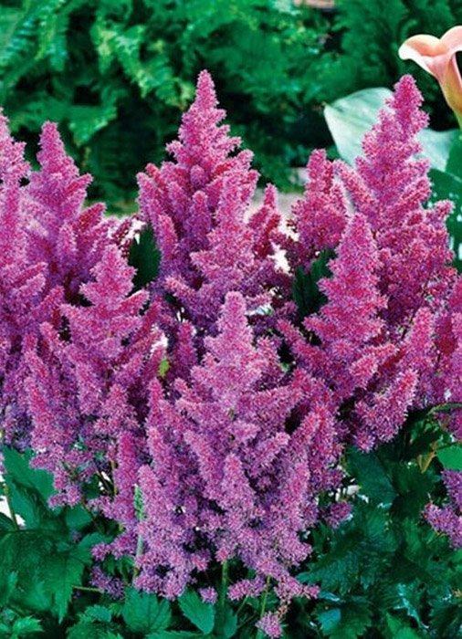 Астильба китайская 'Pumila' (С2-С3)