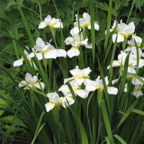 ирис сибирский 'snow queen' (с2-с3) Ирис сибирский 'Snow Queen' (С2-С3)