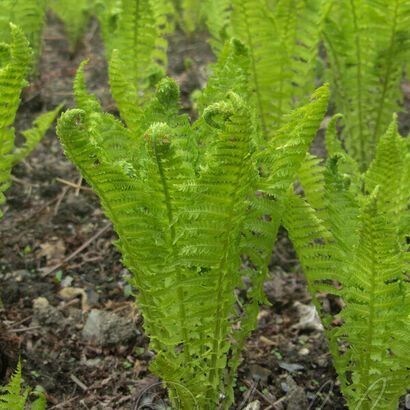 Страусник обыкновенный . . . . . С5. . .