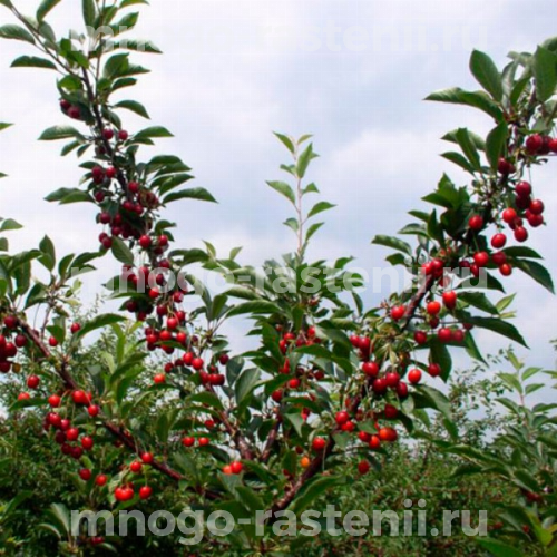 вишня живица Вишня Живица