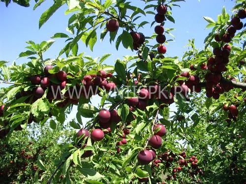 алыча путешественница Алыча Путешественница