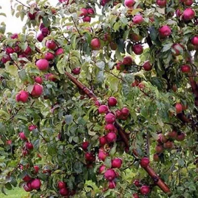 яблоня лобо Яблоня Лобо