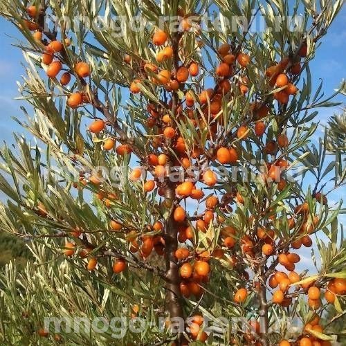 облепиха россиянка Облепиха Россиянка