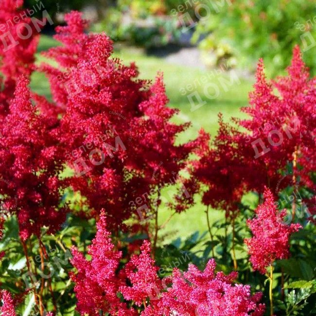 Астильба японская Vesuvius'. . . . . С3. . .