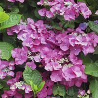 Гортензия крупнолистная "Geoffrey Chadbund" (Джеффри Чедбанд)