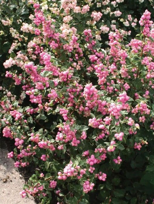 Снежноягодник розовоплодный 'Mother of Pearl' (С3, 040-060)