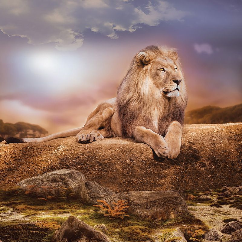 Обои DA-008 Loymina Illusion II