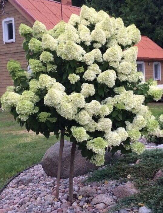 Гортензия метельчатая 'Silver Dollar' (С7-10, 080-100)