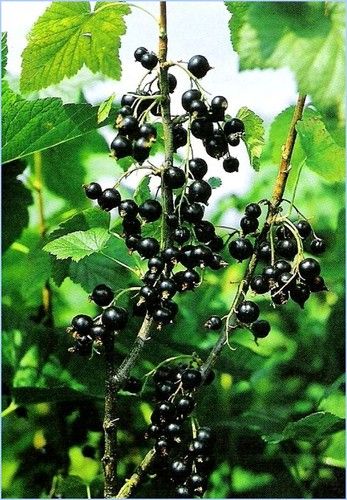 смородина черная сенсей Смородина черная Сенсей