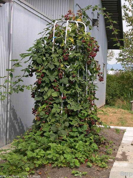 ежевика блэк сатин Ежевика Блэк Сатин