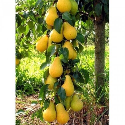 груша осенняя мечта Груша Осенняя мечта