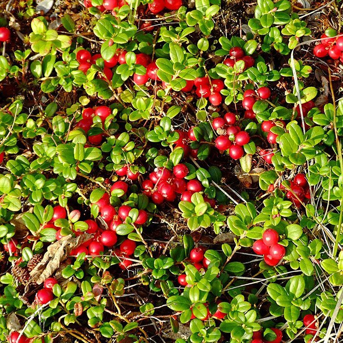 брусника костромичка Брусника Костромичка