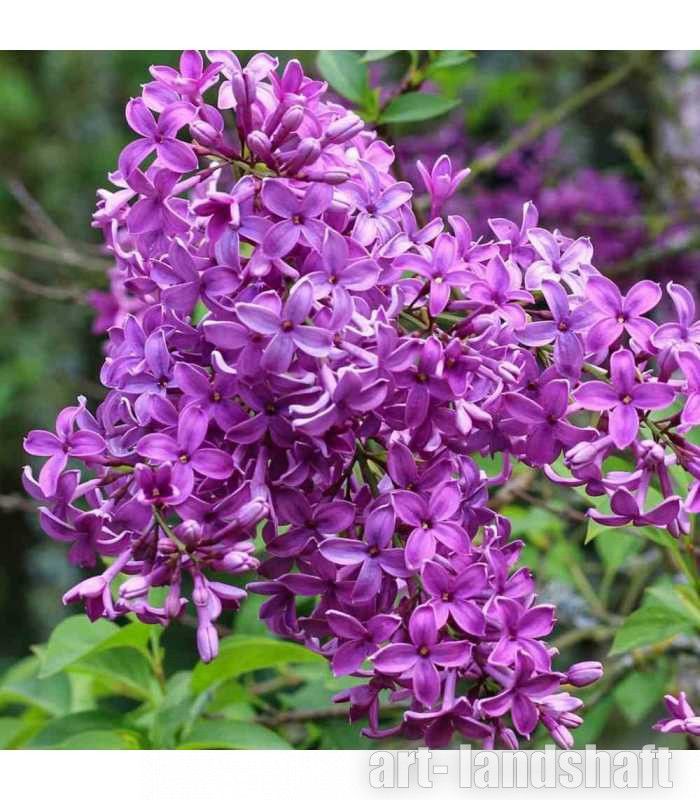 Сирень китайская 'Saugeana' (С7-10, 040-060)