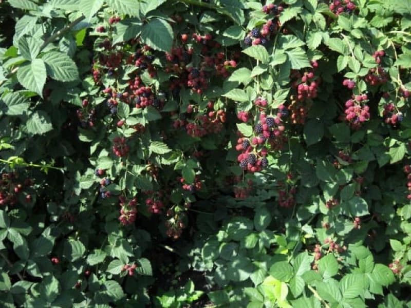 ежевика смутсем Ежевика Смутсем