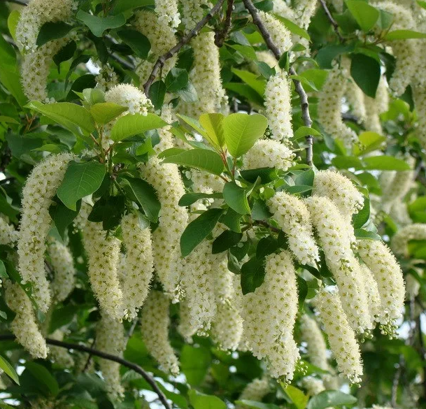 Шелковица