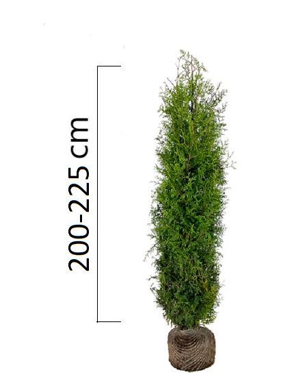 Туя западная Брабант 200-225 (Беларусь)