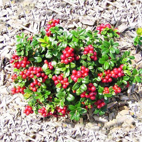 брусника санна Брусника Санна