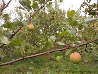 груша нежность Груша Нежность
