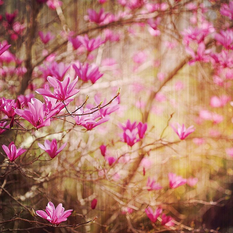 Обои DFL-001 Loymina Illusion II