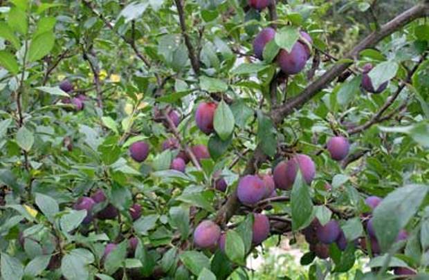 слива венгерка московская Слива Венгерка Московская