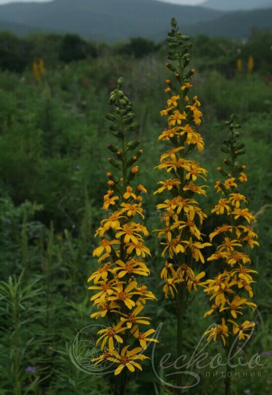 Бузульник Фишера . . . . . С3. . .