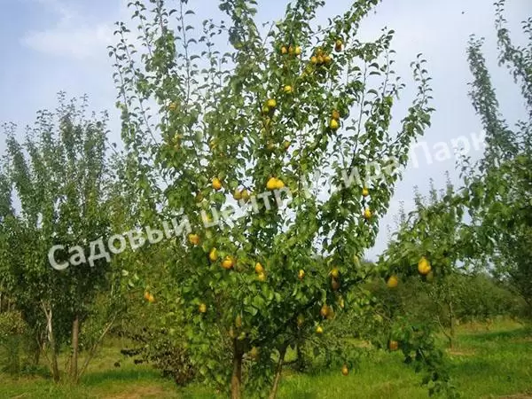 груша чижовская Груша Чижовская