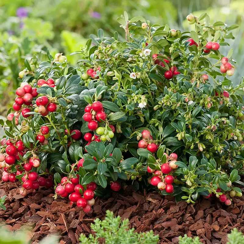 брусника коралл Брусника Коралл