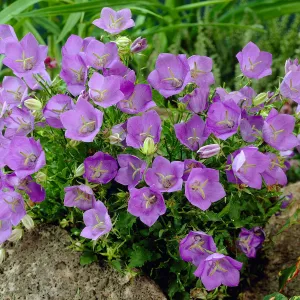 Колокольчик карпатский синий (С1.5)