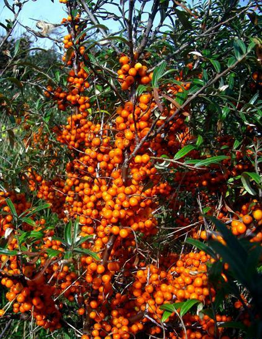 Облепиха Москвичка