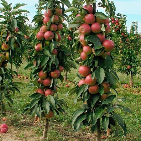 яблоня колоновидная арбат Яблоня колоновидная Арбат