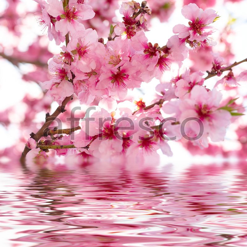 Сакура у воды, арт. ID12660