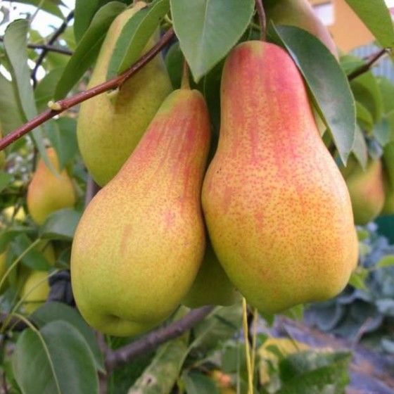 плодовые культуры плодовые культуры